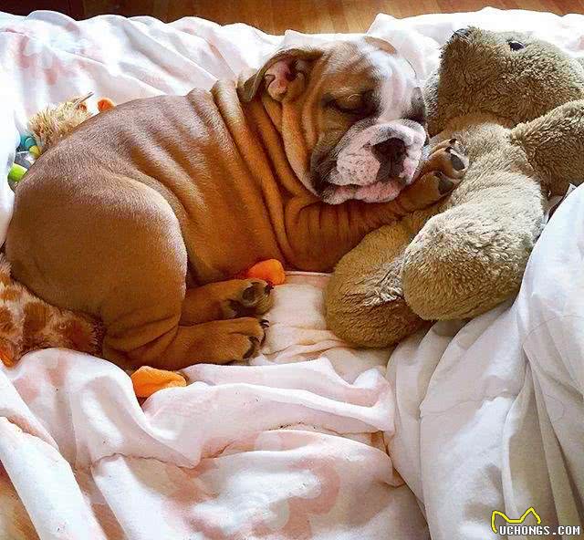 狗不可貌相，英国斗牛犬是不是真的像你口中的那么凶?