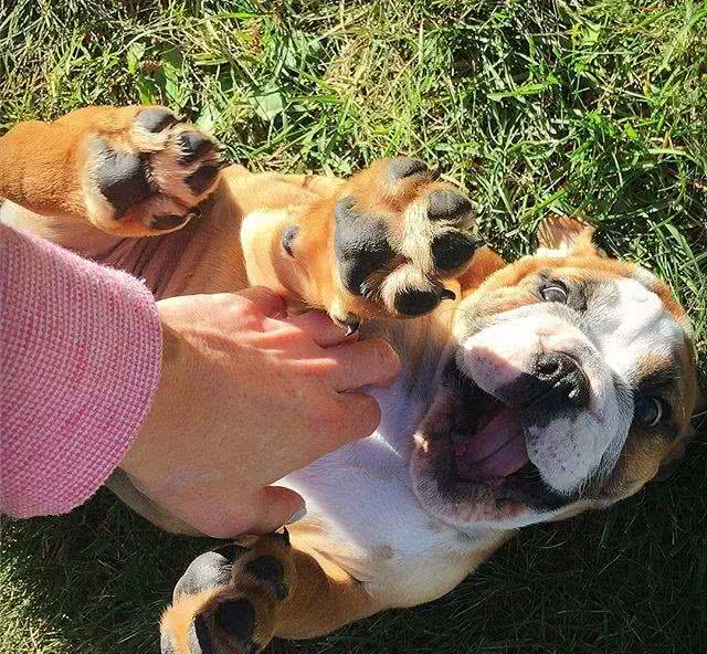 狗不可貌相，英国斗牛犬是不是真的像你口中的那么凶?