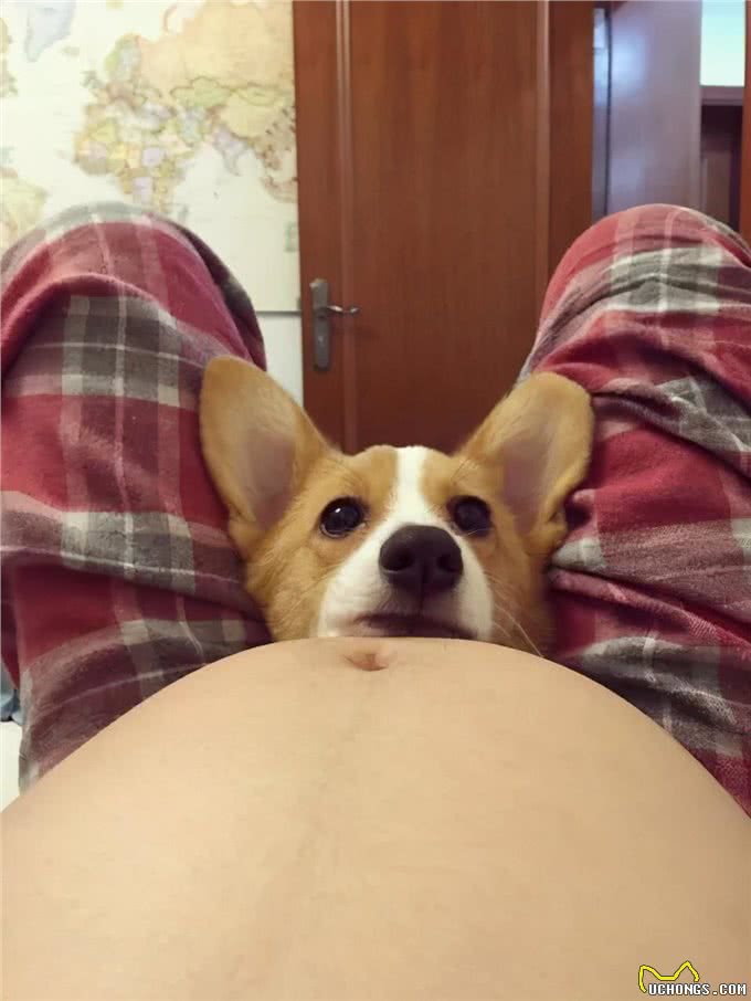 狗狗隔着玻璃窗看望刚出生的小主人,兴奋的小眼神满是喜悦