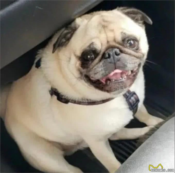 狗狗隔着玻璃窗看望刚出生的小主人,兴奋的小眼神满是喜悦