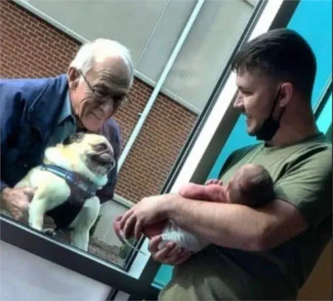 狗狗隔着玻璃窗看望刚出生的小主人,兴奋的小眼神满是喜悦