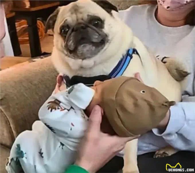 狗狗隔着玻璃窗看望刚出生的小主人,兴奋的小眼神满是喜悦