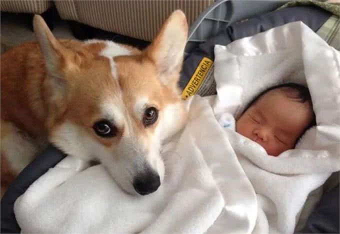 狗狗隔着玻璃窗看望刚出生的小主人,兴奋的小眼神满是喜悦