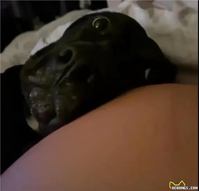 狗狗隔着玻璃窗看望刚出生的小主人,兴奋的小眼神满是喜悦