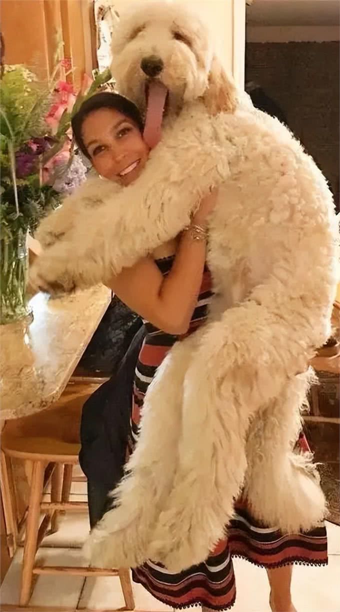 为什么养巨型贵宾犬的人多?养过的都懂，太好养了!