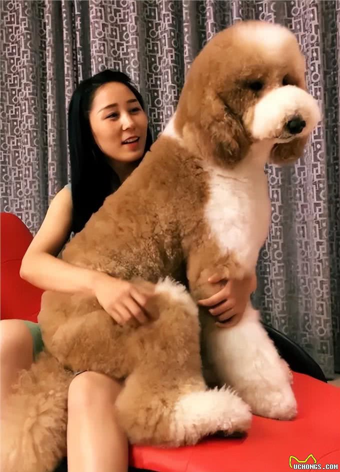 为什么养巨型贵宾犬的人多?养过的都懂，太好养了!