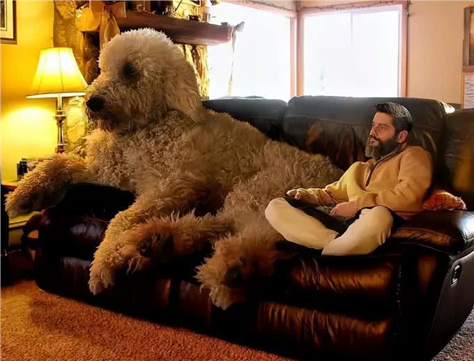 为什么养巨型贵宾犬的人多?养过的都懂，太好养了!