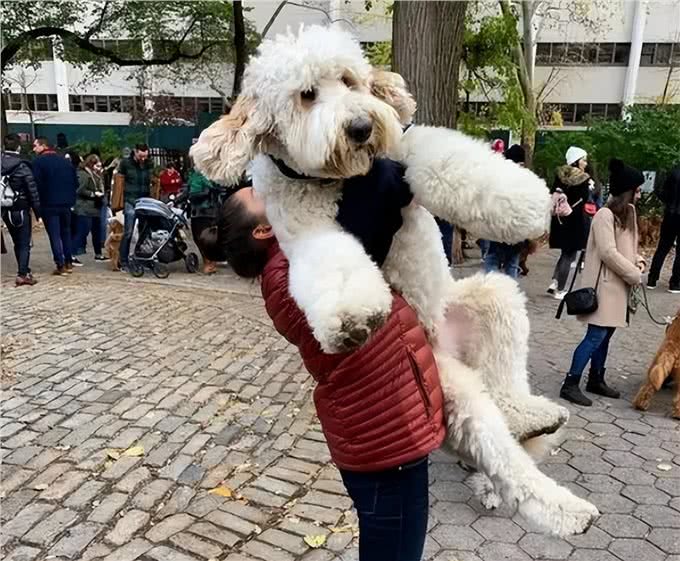 为什么养巨型贵宾犬的人多?养过的都懂，太好养了!