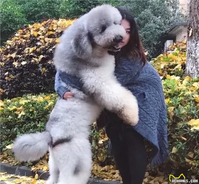 为什么养巨型贵宾犬的人多?养过的都懂，太好养了!