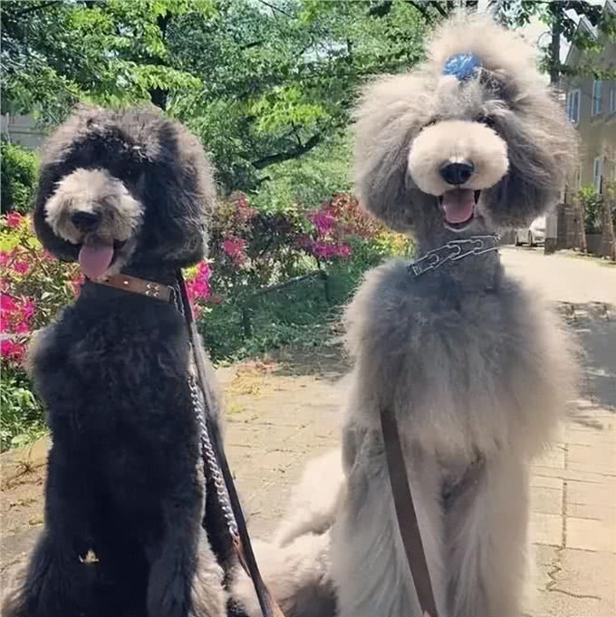 为什么养巨型贵宾犬的人多?养过的都懂，太好养了!
