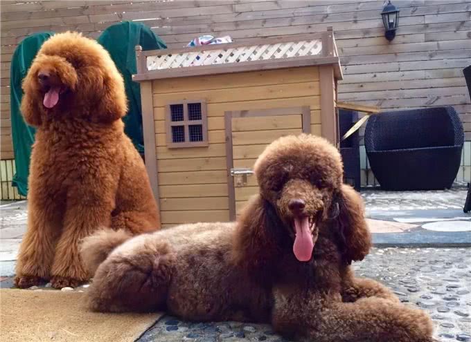 为什么养巨型贵宾犬的人多?养过的都懂，太好养了!