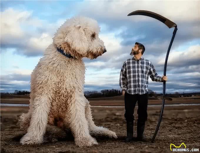 为什么养巨型贵宾犬的人多?养过的都懂，太好养了!