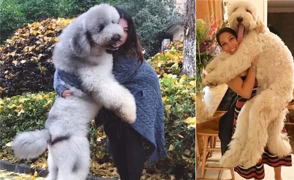 为什么养巨型贵宾犬的人多?养过的都懂，太好养了!