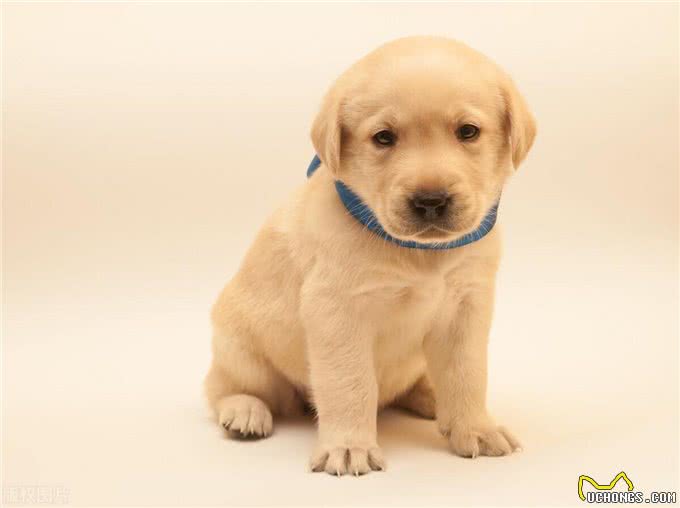 养狗狗时间长了就会知道，狗狗最怕这3样东西!