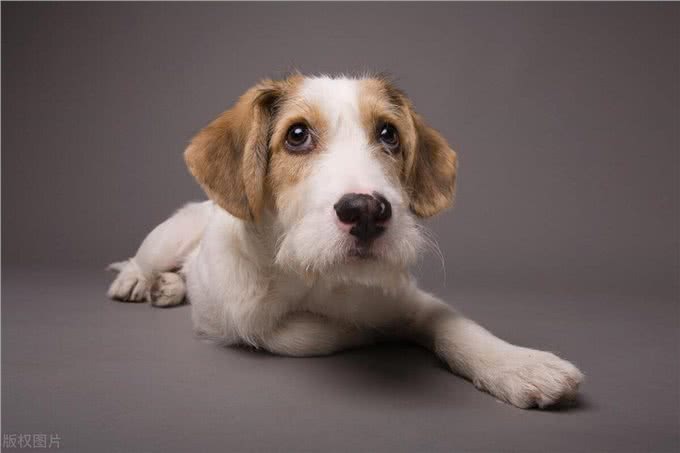 养狗狗时间长了就会知道，狗狗最怕这3样东西!