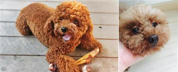 当泰迪犬有这些特征，说明它已经步入老年期了