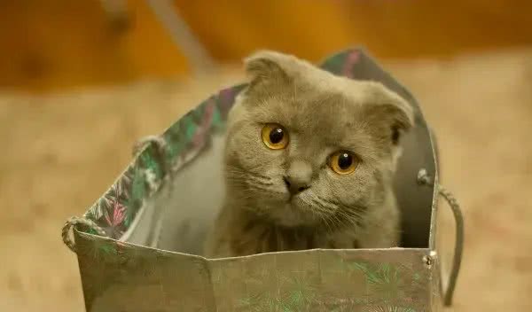 辟谣!还用储粮桶存猫粮?不怕变质吗?这才是储存猫粮的正确方式