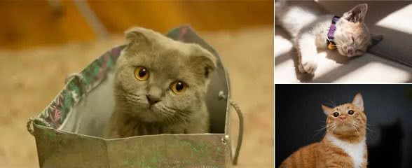 辟谣!还用储粮桶存猫粮?不怕变质吗?这才是储存猫粮的正确方式