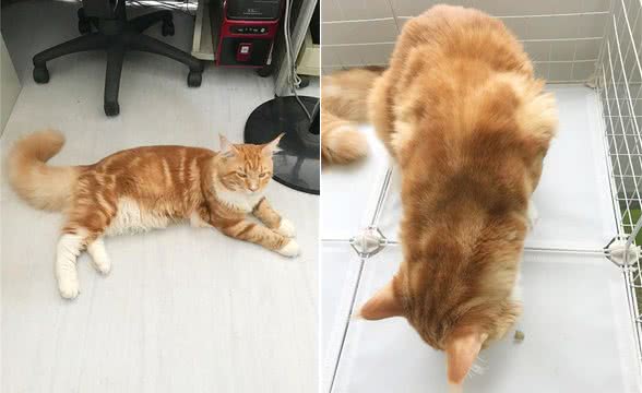 缅因成年有多大，十岁娃子抱不下，能吃到你破产的家猫