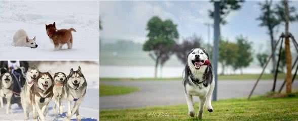 狗子家庭地位为什么比你高?是他小小年纪就学会了这些你知道吗