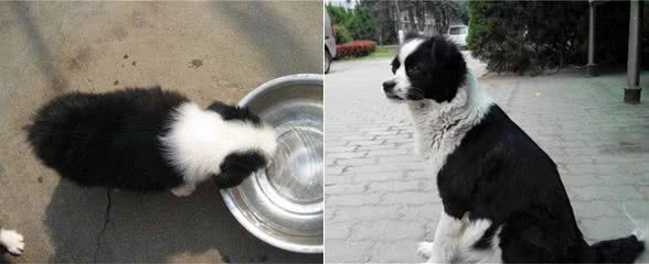 教育边牧的五个忌讳,如果对待方式不对,会导致它的心机报复