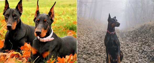 将杜宾犬剪耳和断尾后，大家还直呼好，你知道是为什么吗?