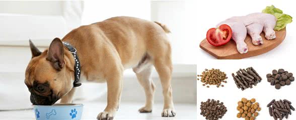 到底要不要一种狗粮吃到底?发愁如何换粮的铲屎官赶紧来看看!