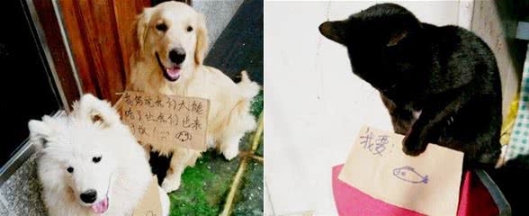 嫌弃狗狗吃的太多，铲屎官出此妙计，路人纷纷驻足围观