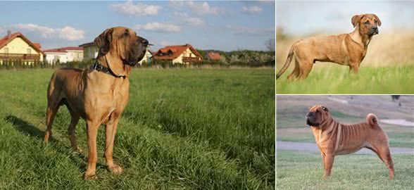 加纳利犬的优点和缺点，加纳利犬优缺点，加纳利犬致命的缺点