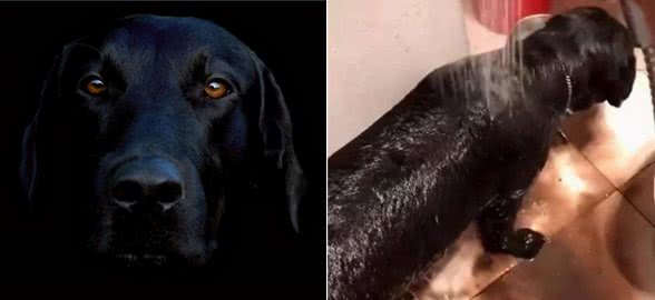 为什么现在养黑狗的人越来越多?这6点，懂行的都喜欢