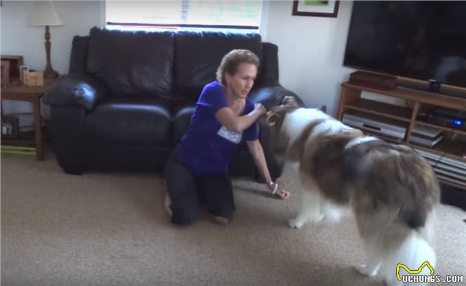 狗狗鞠躬讨红包，这个动作怎么训练?狗不肯撅屁股咋办?