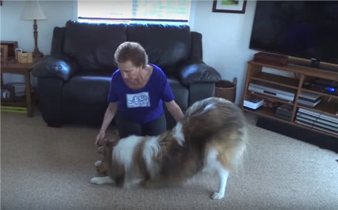 狗狗鞠躬讨红包，这个动作怎么训练?狗不肯撅屁股咋办?