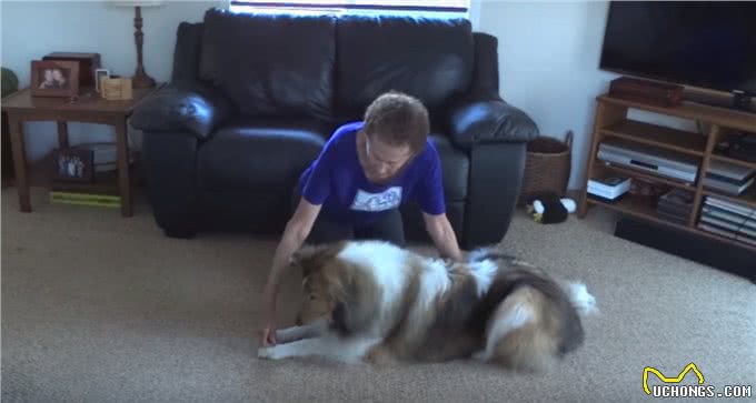 狗狗鞠躬讨红包,这个动作怎么训练?狗不肯撅屁股咋办?