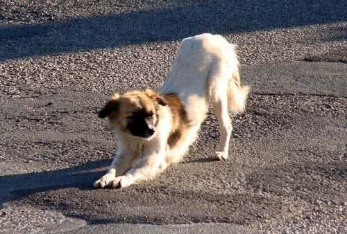狗狗鞠躬讨红包,这个动作怎么训练?狗不肯撅屁股咋办?