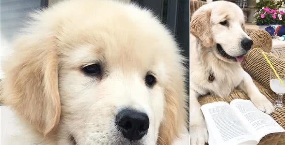 狗狗最渴望得到的是主人的口头表扬还是主人的抚摸表扬呢?