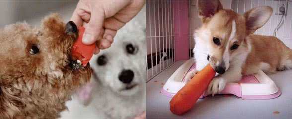 狗狗长期吃胡萝卜好吗?别过量喂食，容易中毒