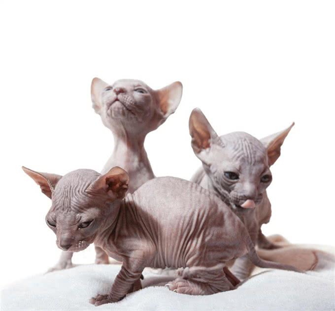 加拿大无毛猫又称斯芬克斯猫虽然丑，但很温柔