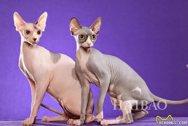 加拿大无毛猫又称斯芬克斯猫虽然丑，但很温柔