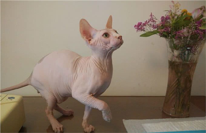 加拿大无毛猫又称斯芬克斯猫虽然丑，但很温柔