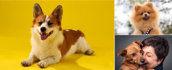 狗狗会微笑吗?狗狗咧嘴都有哪些暗示语?宠主们快来了解下