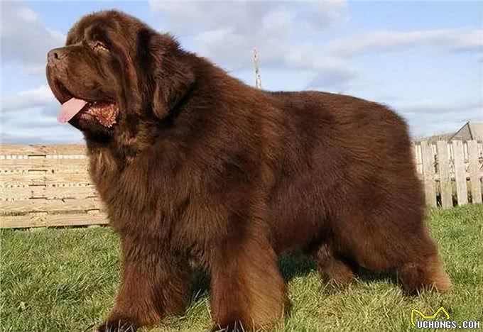 盘点最没攻击性的4种狗，不咬人又好养