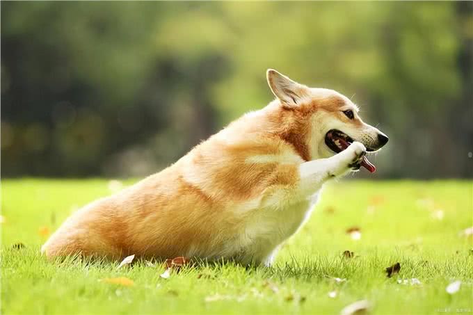 盘点最没攻击性的4种狗，不咬人又好养