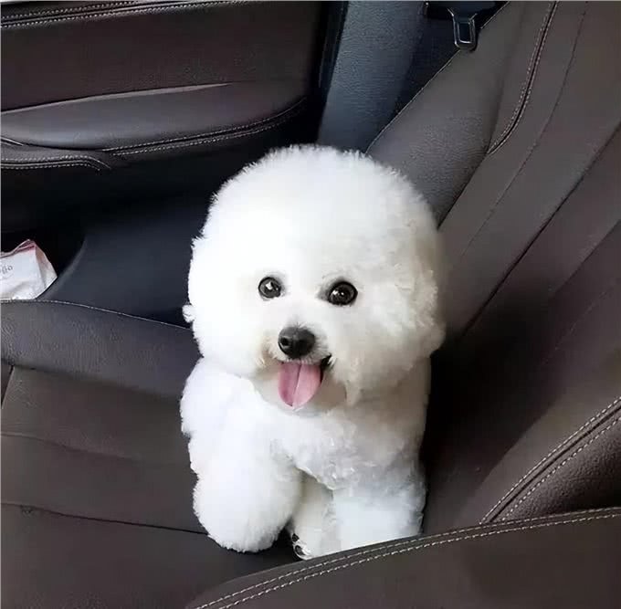 盘点最没攻击性的4种狗，不咬人又好养