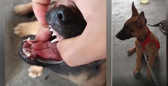 院子里传来惨烈的狗叫声,主人查看情况后语塞:谁让你这么馋?