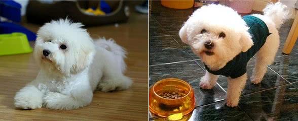 养比熊犬，要保持这7个习惯，它会更长命