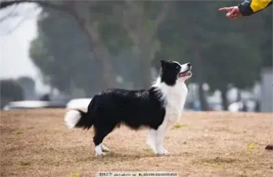 最有灵性的7种狗，你对它的好，都会记在心里!快看有没有你家的