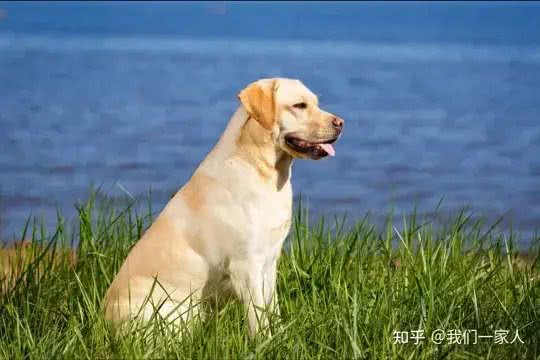 最有灵性的7种狗，你对它的好，都会记在心里!快看有没有你家的