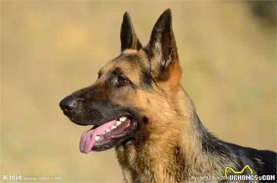 最有灵性的7种狗，你对它的好，都会记在心里!快看有没有你家的