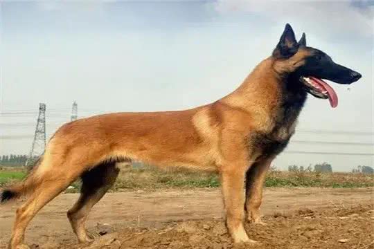 最有灵性的7种狗，你对它的好，都会记在心里!快看有没有你家的