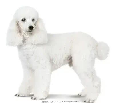 最有灵性的7种狗，你对它的好，都会记在心里!快看有没有你家的